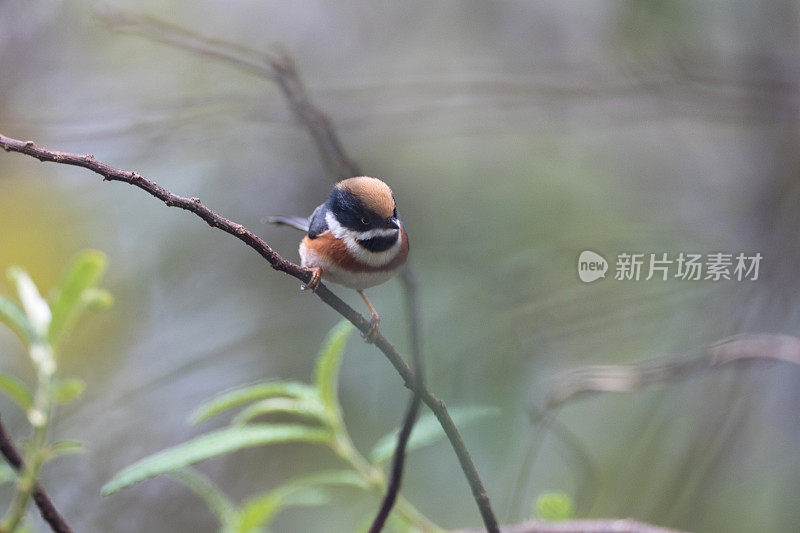 山雀:成年黑喉山雀(Aegithalos concinnus)，又称黑喉山雀。